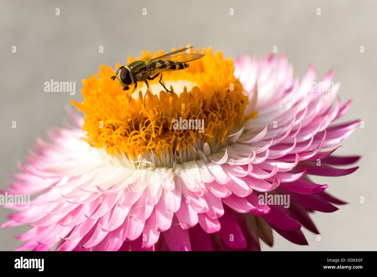 Hoverfly gathering nectar Scottish Garden Stock Photo