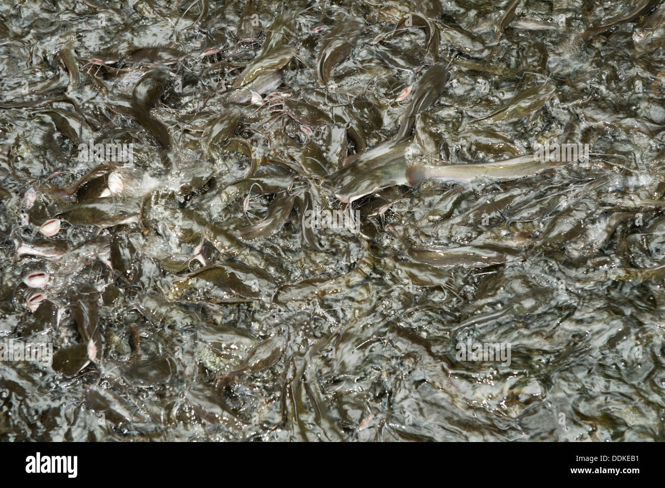 Farm cat fishes eating Stock Photo Alamy