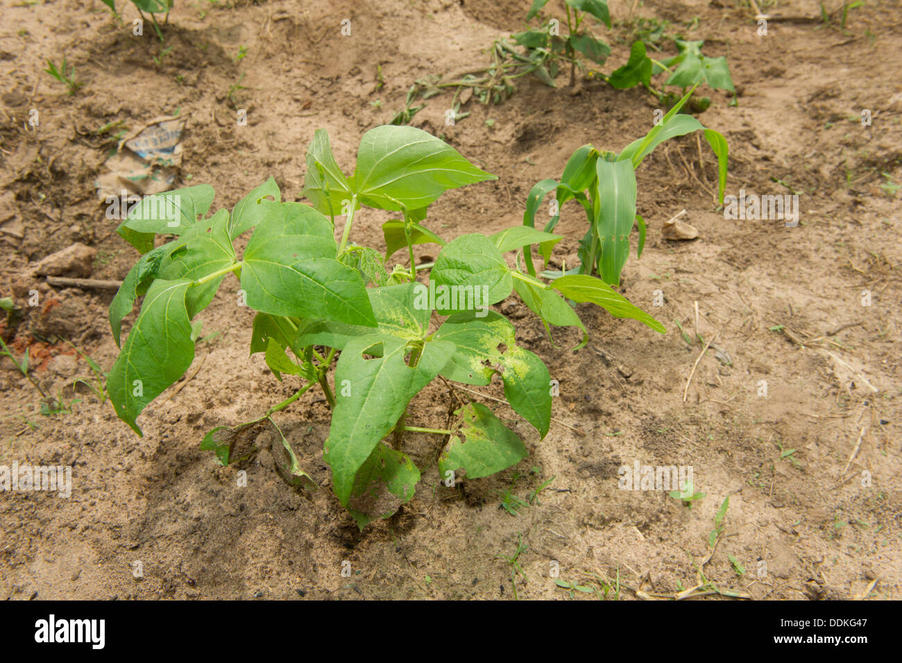 Bean plant hires stock photography and images Alamy