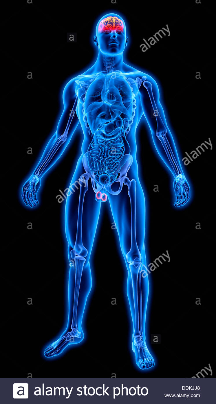 Human Testicle Stock Photos & Human Testicle Stock Images Alamy