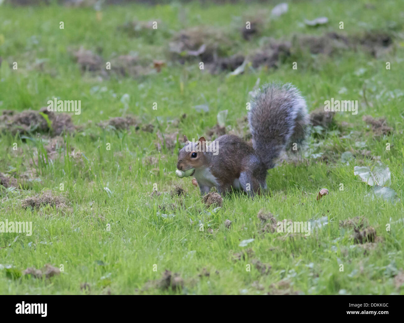 Squirrel Collecting Nuts High Resolution Stock Photography and Images Alamy