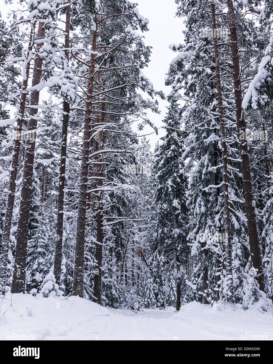 russian winter forest road in snow Stock Photo - Alamy