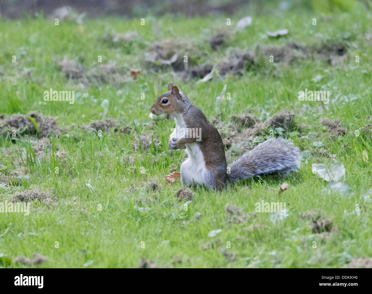 Grey Squirrel Sciurius carolinensis collecting Hazel Nuts for its winter larder Stock Photo