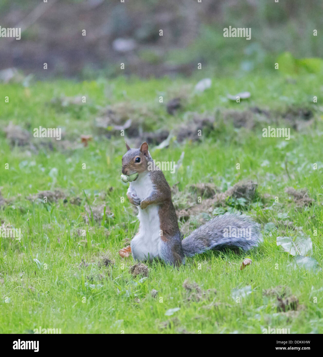 Grey Squirrel Sciurius carolinensis collecting Hazel Nuts for its winter larder Stock Photo