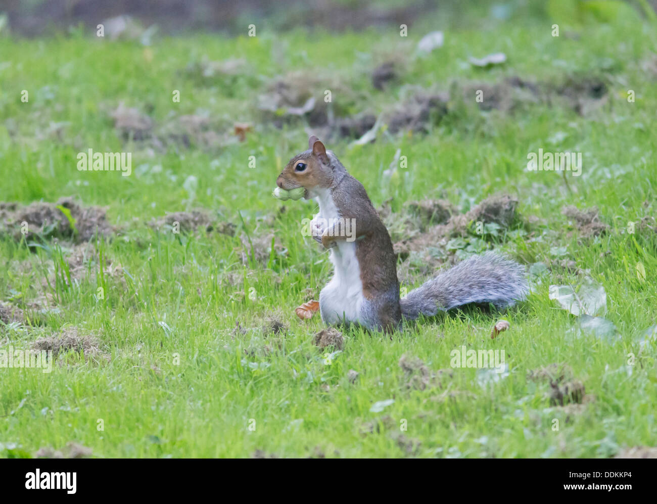 Grey squirrel gathering hazel nuts hires stock photography and images Alamy