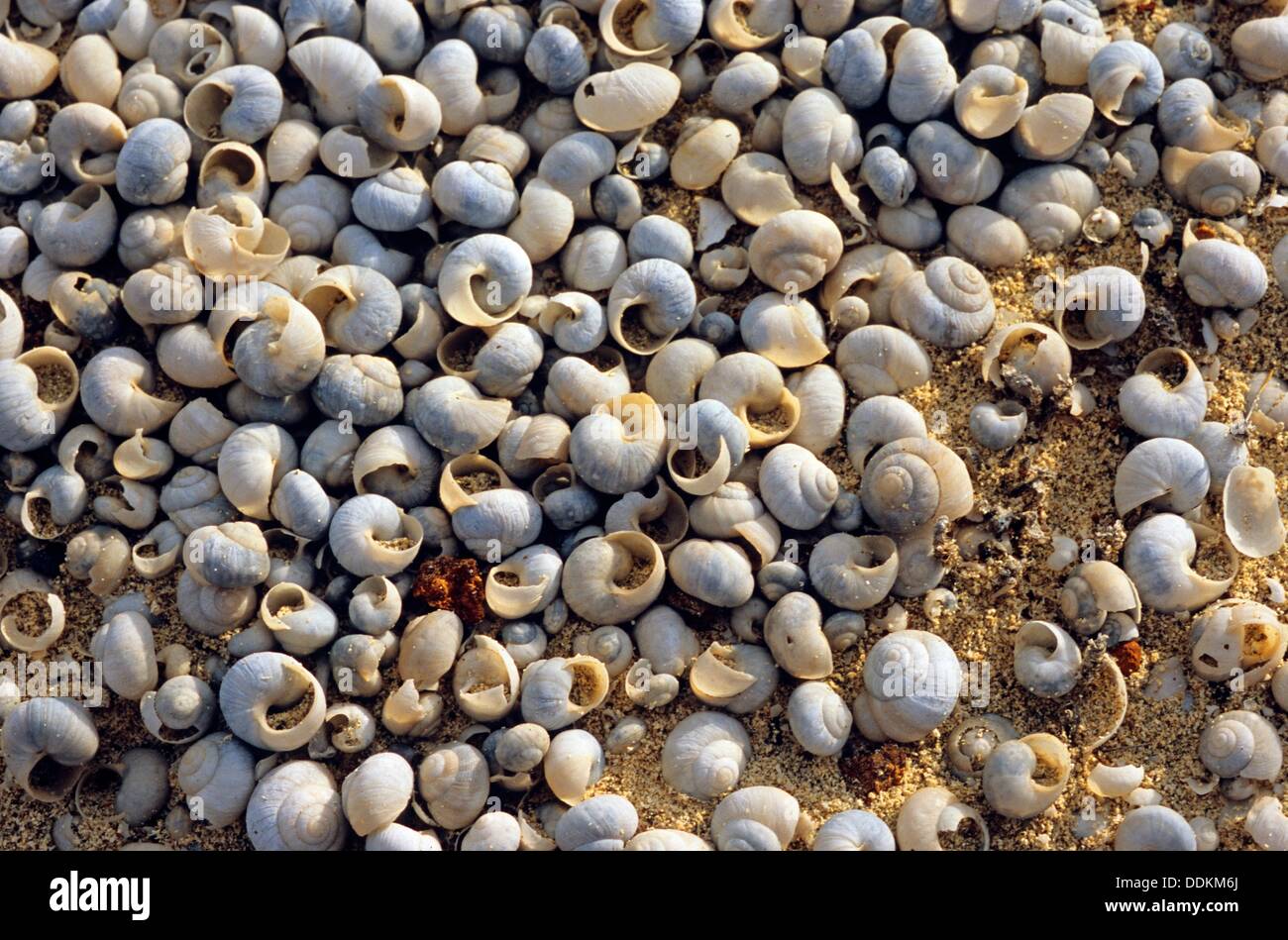 Terrestrial snails hi-res stock photography and images - Alamy