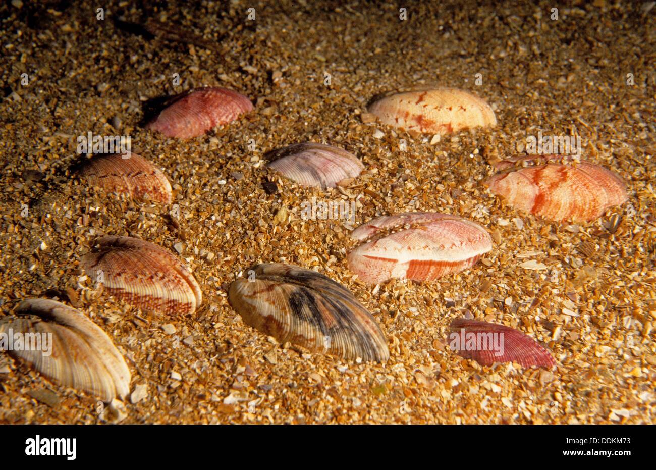 Venerupis High Resolution Stock Photography and Images - Alamy