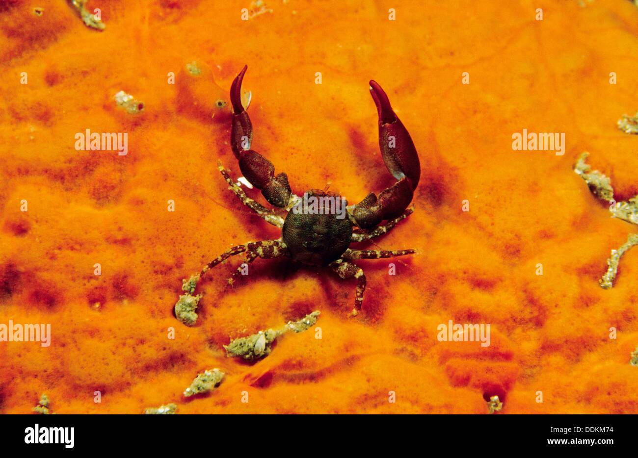 Atlantic Orange Furry Swimming Crab