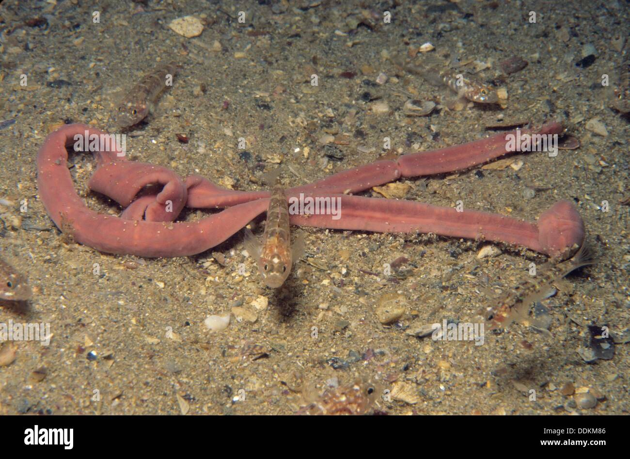 Marine Ribbon Worms