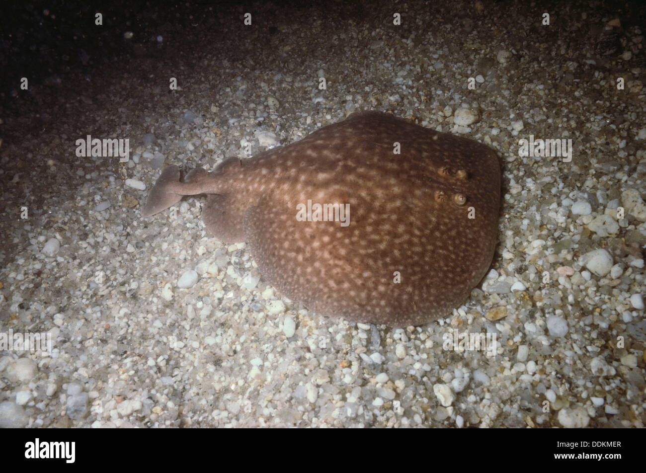 Atlantic torpedo ray hi-res stock photography and images - Alamy
