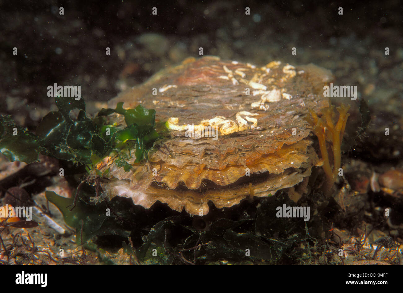 Edible oyster ostrea edulis hires stock photography and images Alamy
