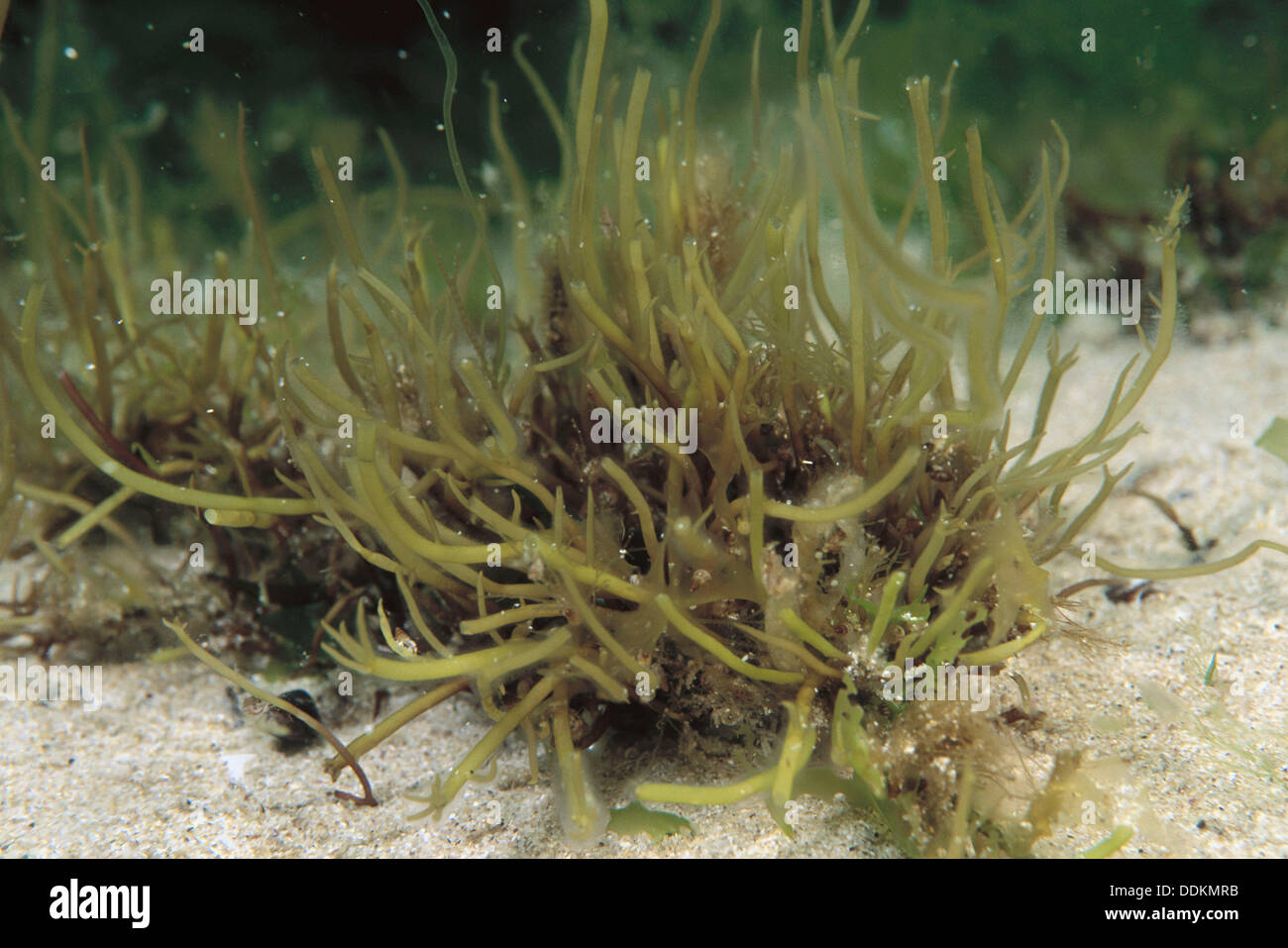 Eastern Atlantic. Galicia. Spain. Brown seaweeds (Bifurcaria bifurcata