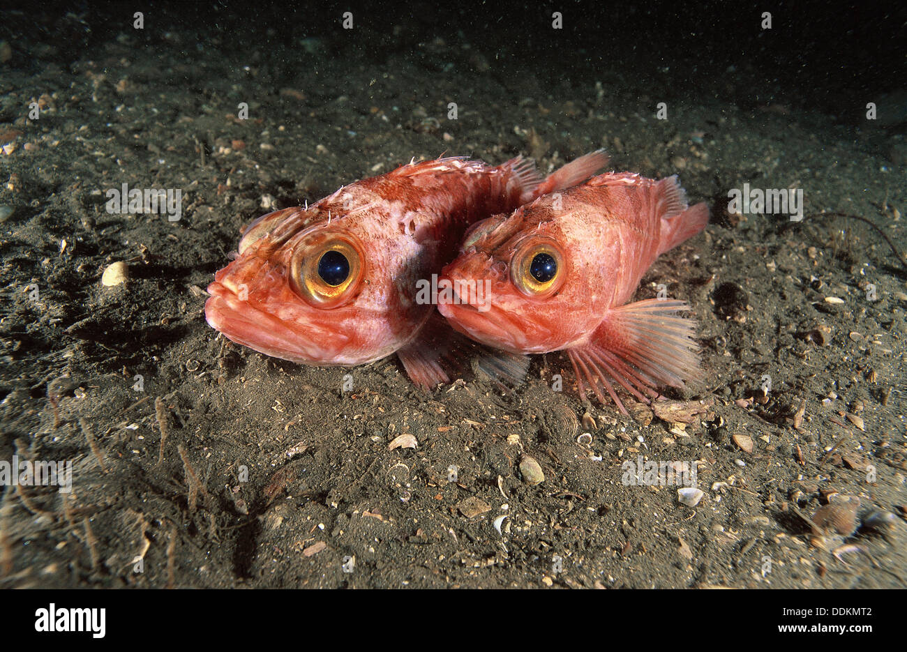Eastern Atlantic. Galicia. Spain. Bluemouth. Rockfish. Helicolenus
