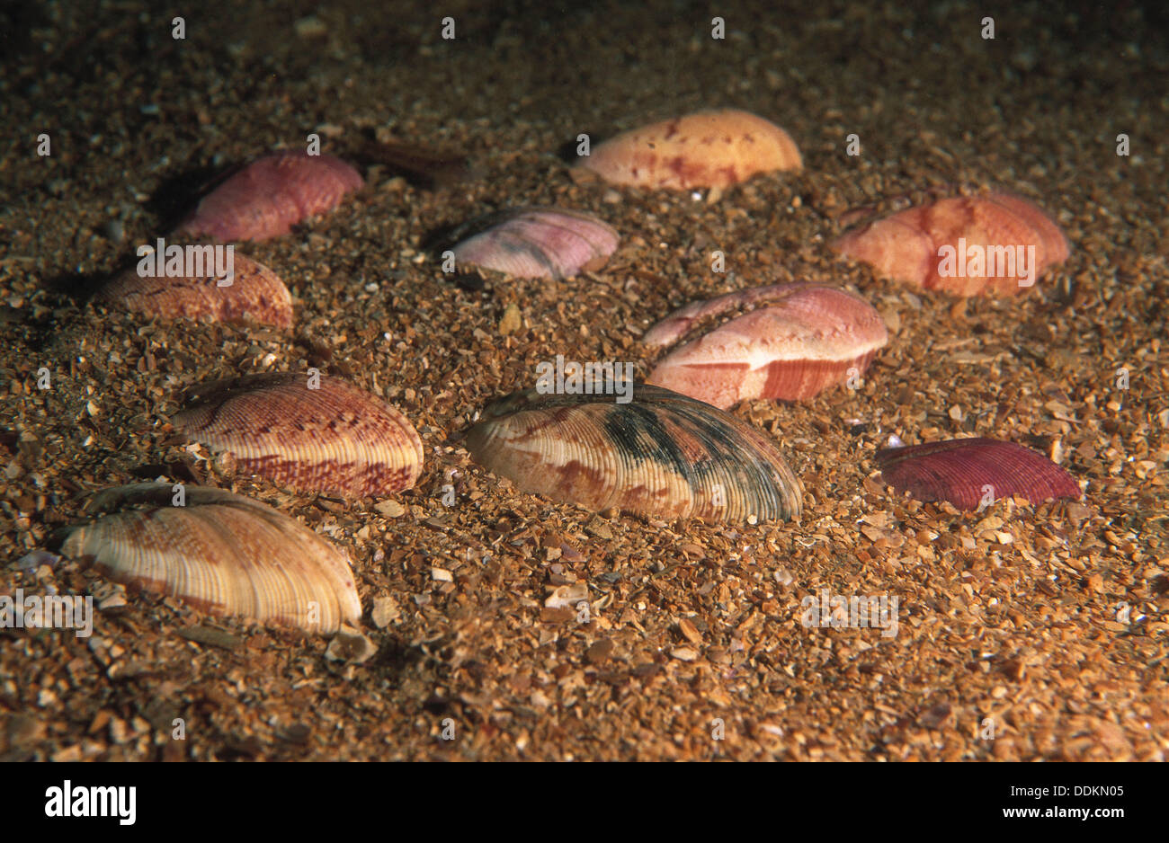 Banded Venus High Resolution Stock Photography and Images - Alamy