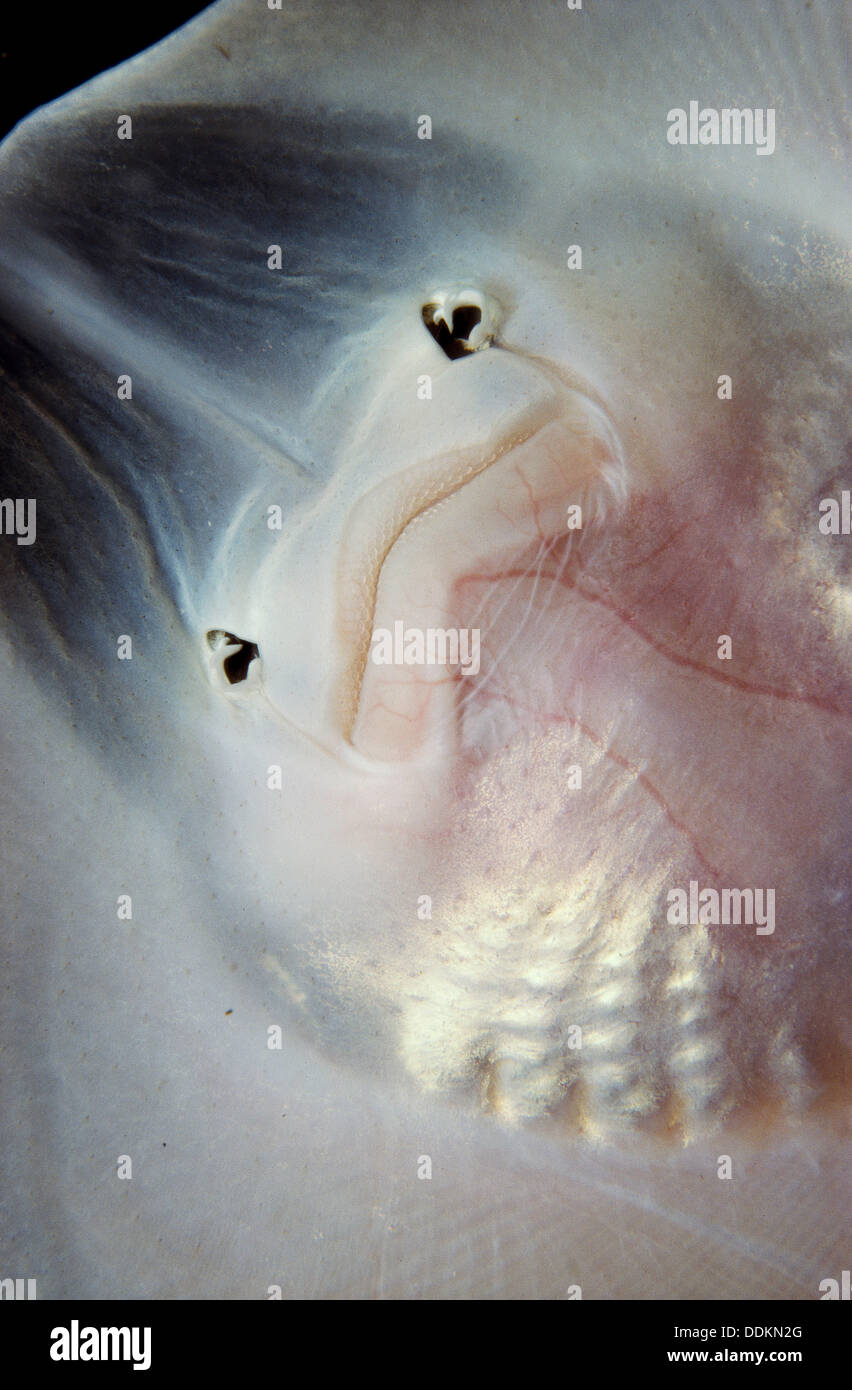 Undulate ray hi-res stock photography and images - Alamy