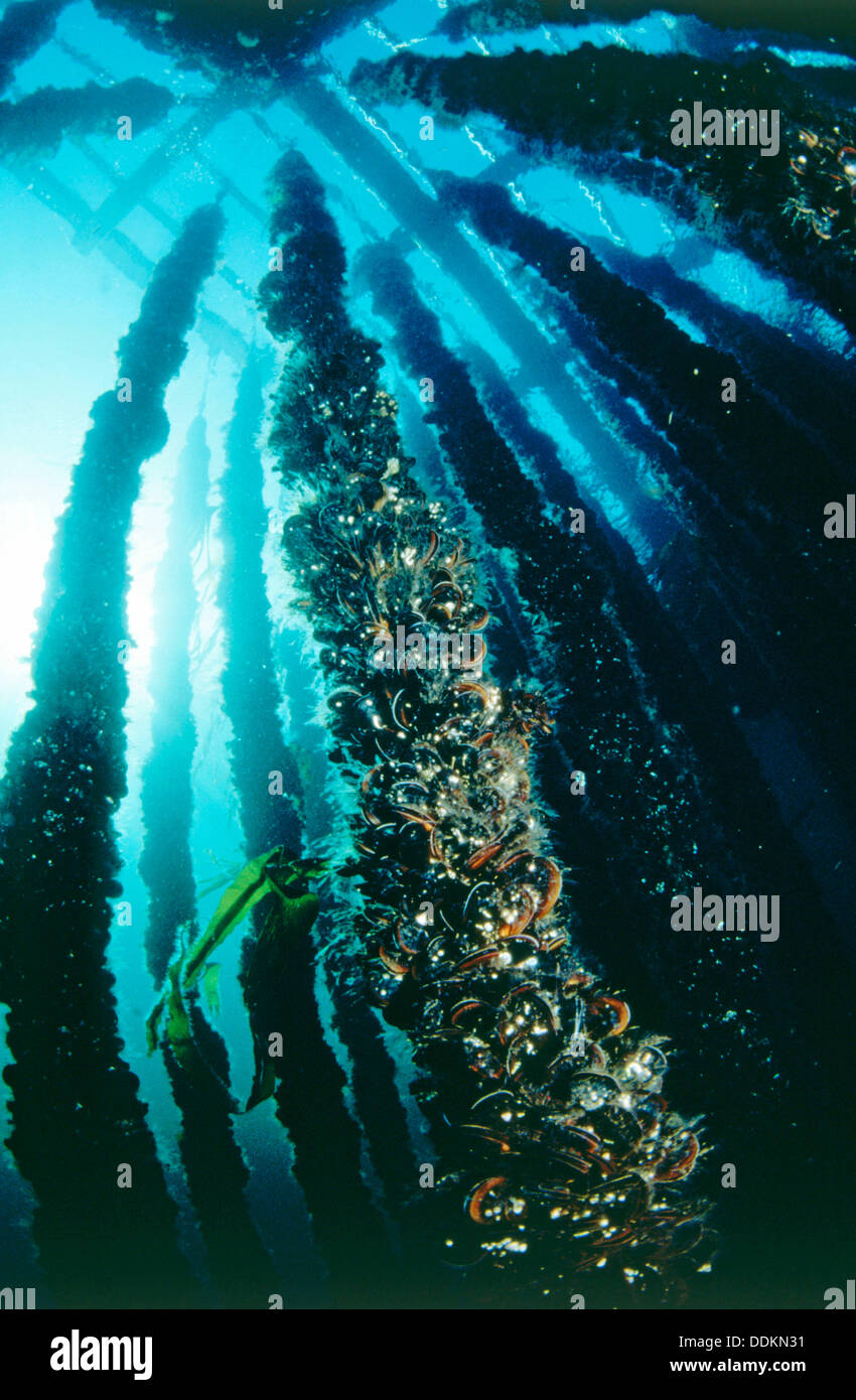 Mussel farm underwater hires stock photography and images Alamy
