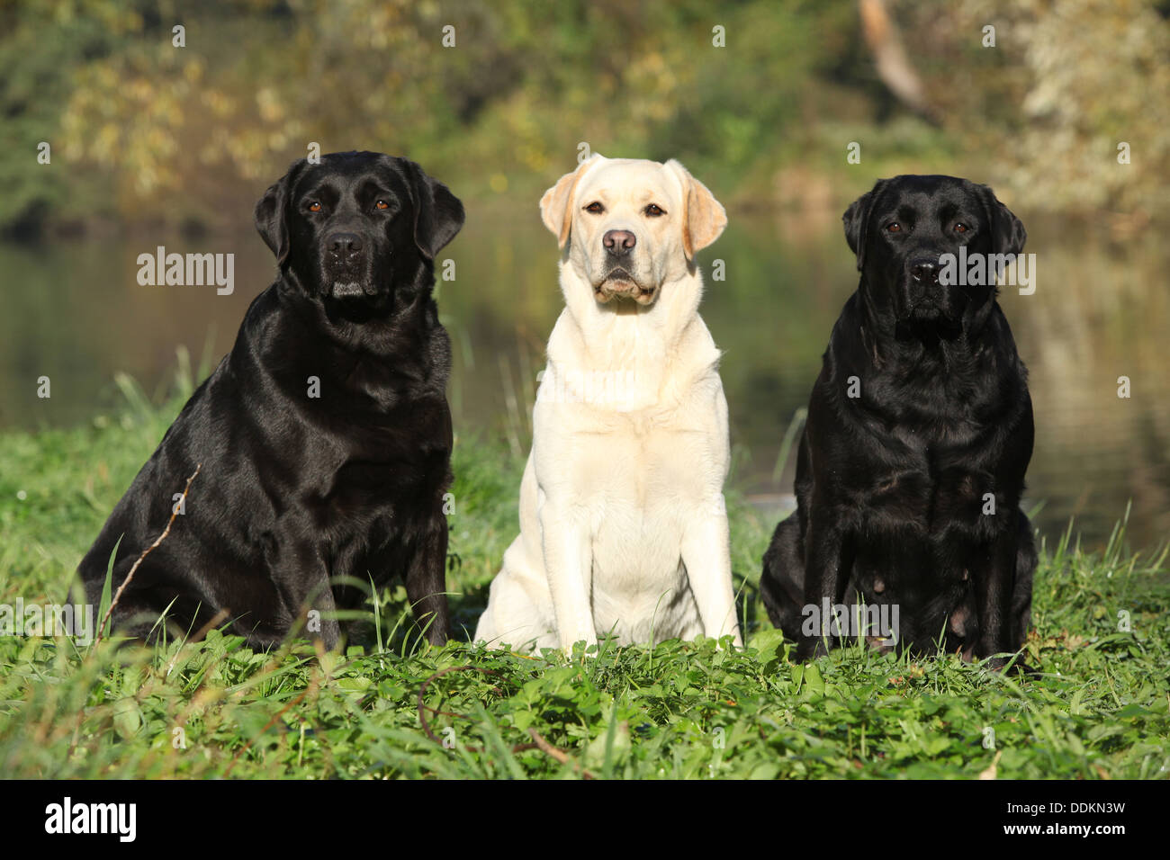 Three labrador retriever in front of the water Stock Photo