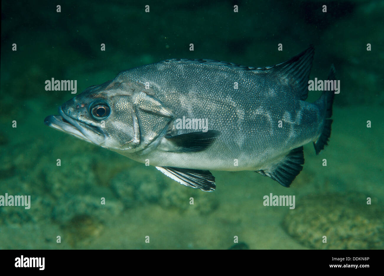 Wreckfish hires stock photography and images Alamy