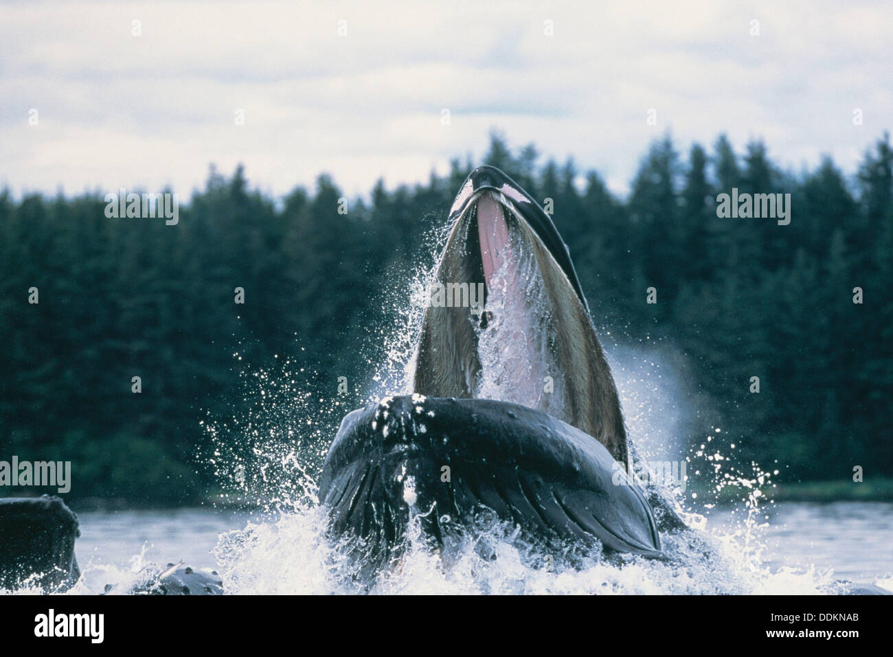 Humpback whale mouth open underwater hi-res stock photography and