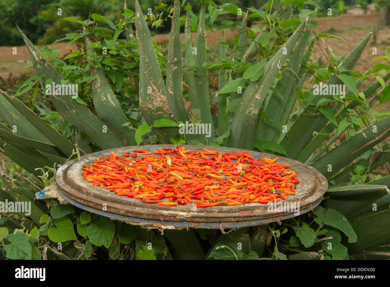 Chili pepper drying, Nigeria Stock Photo