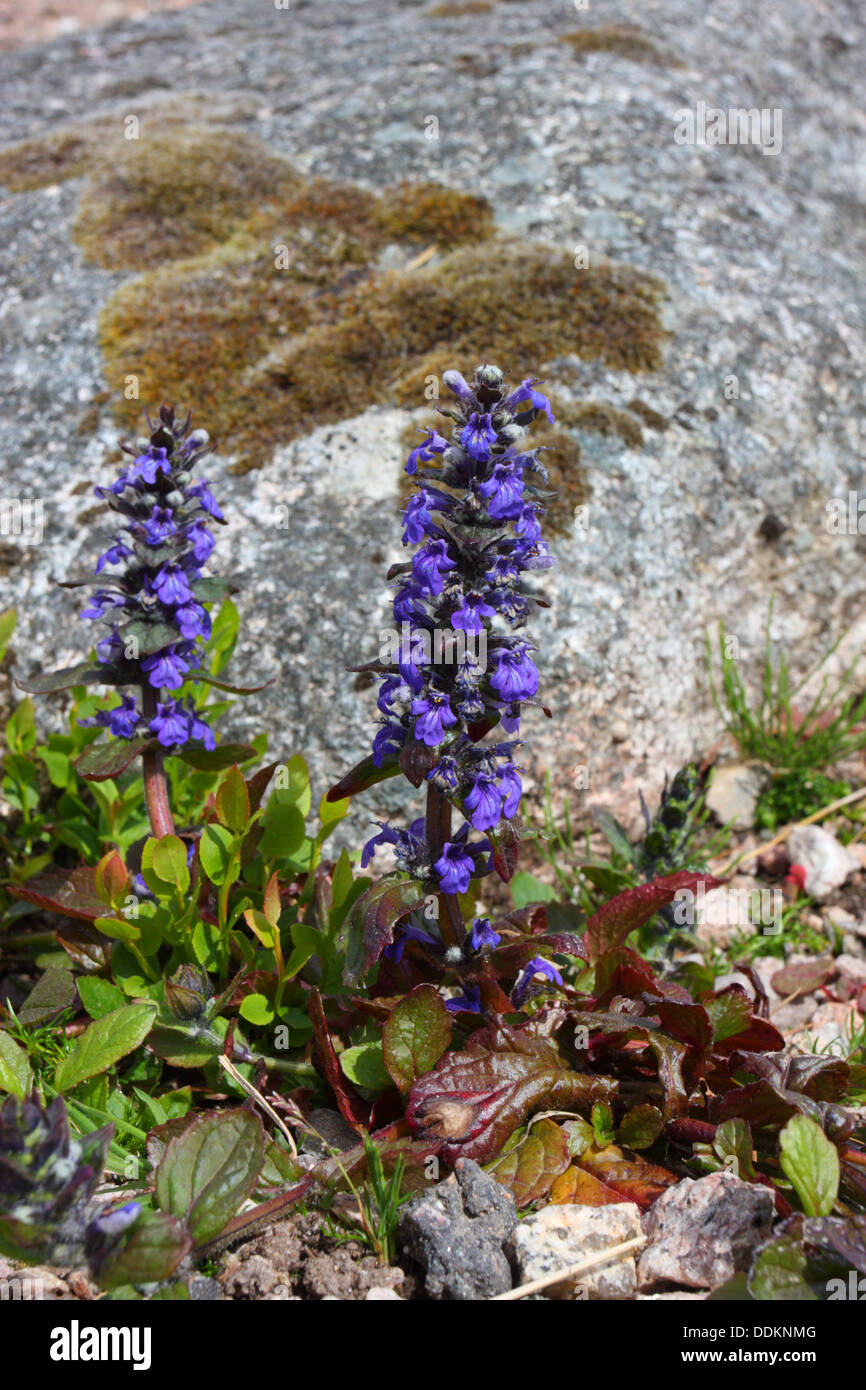 Common Bugle, Ajuga reptans, Two flowering stems, Scotland, UK Stock Photo Alamy