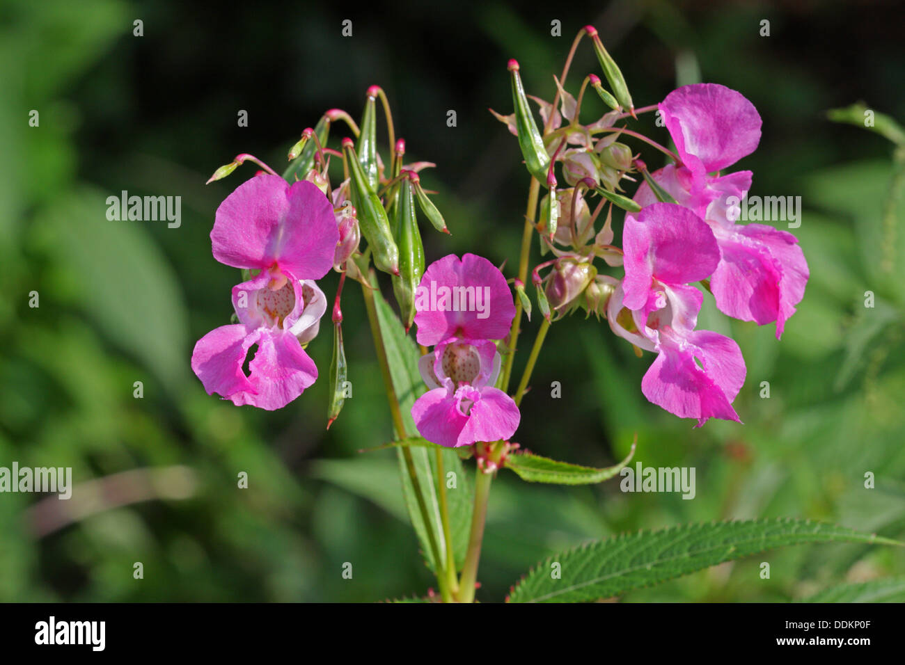 Himalayan Balsam, Impatiens glandulifera, Close-up of flowers, Lea Valley, Essex, UK Stock Photo