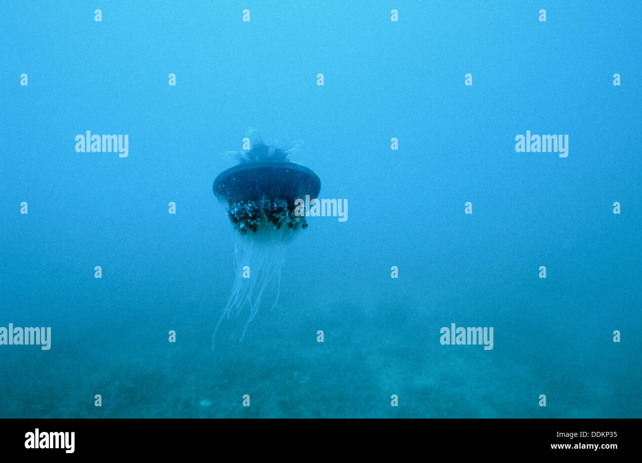 Jellyfish. Great Barrier Reef. North of Cooktown. Cape York peninsula