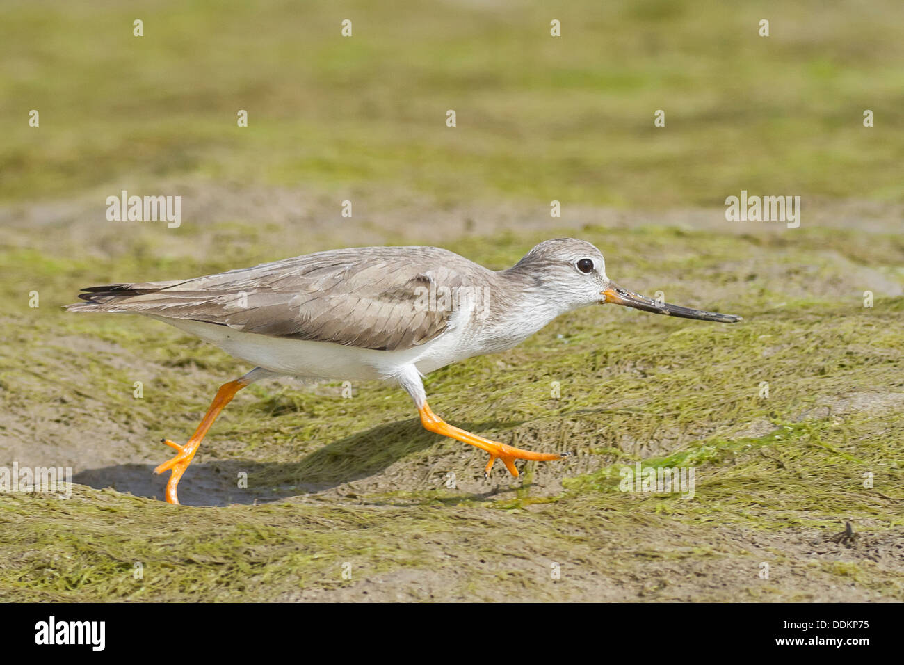 Terek Sandpiper Xenus Cinereus Stock Photo Alamy Terek Sandpiper Xenus Cinereus Stock Photo Alamy