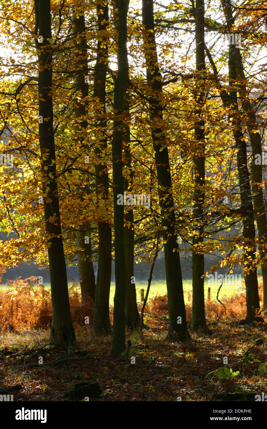 Beech Trees, Fagus sylvatica Woodland in autumn. Ashridge