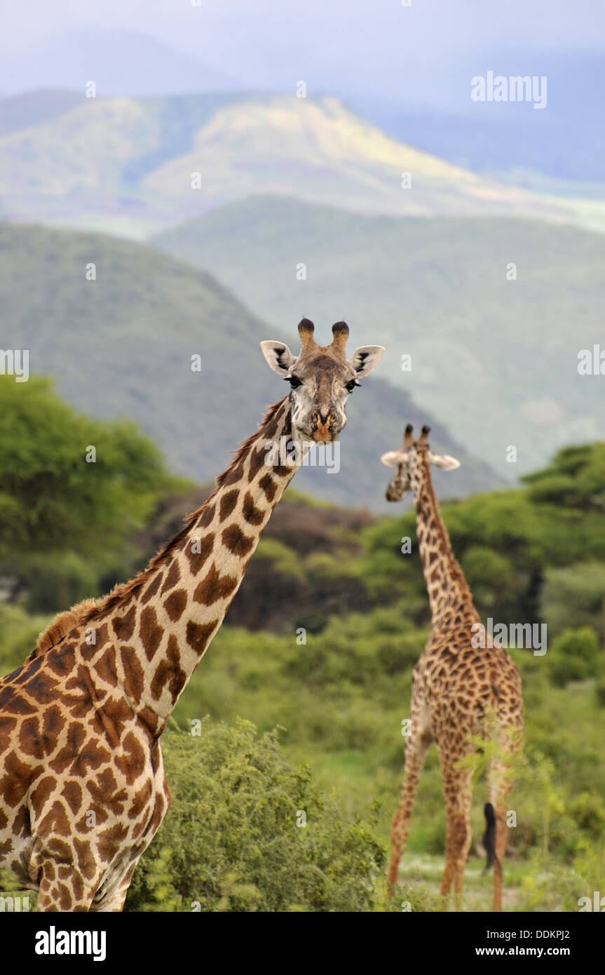 Tanzania, Africa Stock Photo