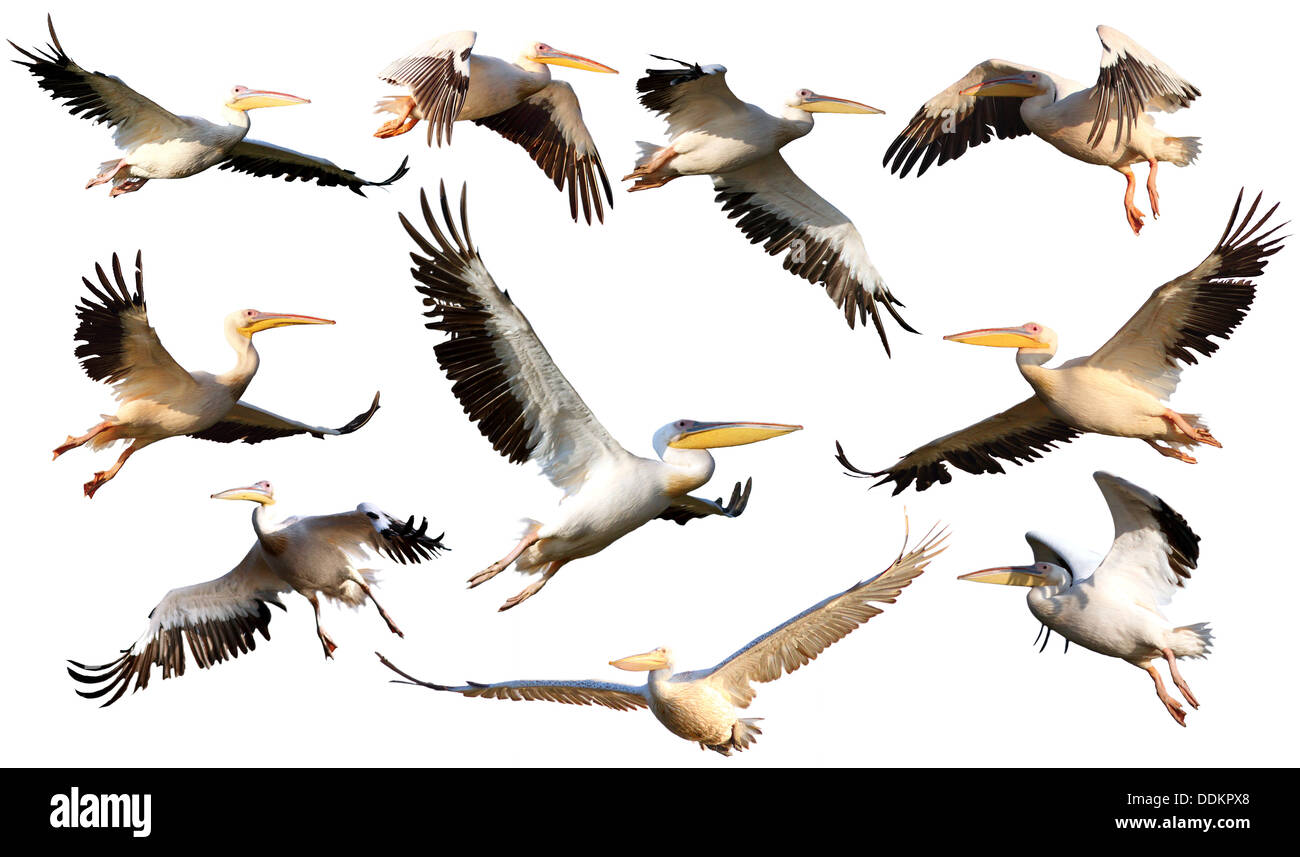 collection of pelicans in flight ( pelecanus onocrotalus ) isolated over white background Stock Photo