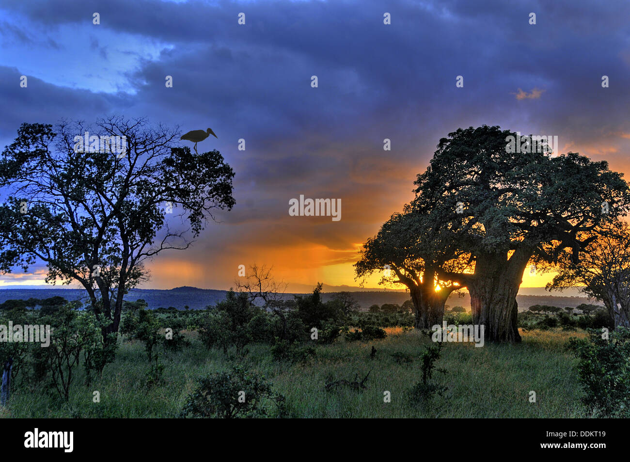 Baobab tree at sunset Tanzania Collection Stock Photo