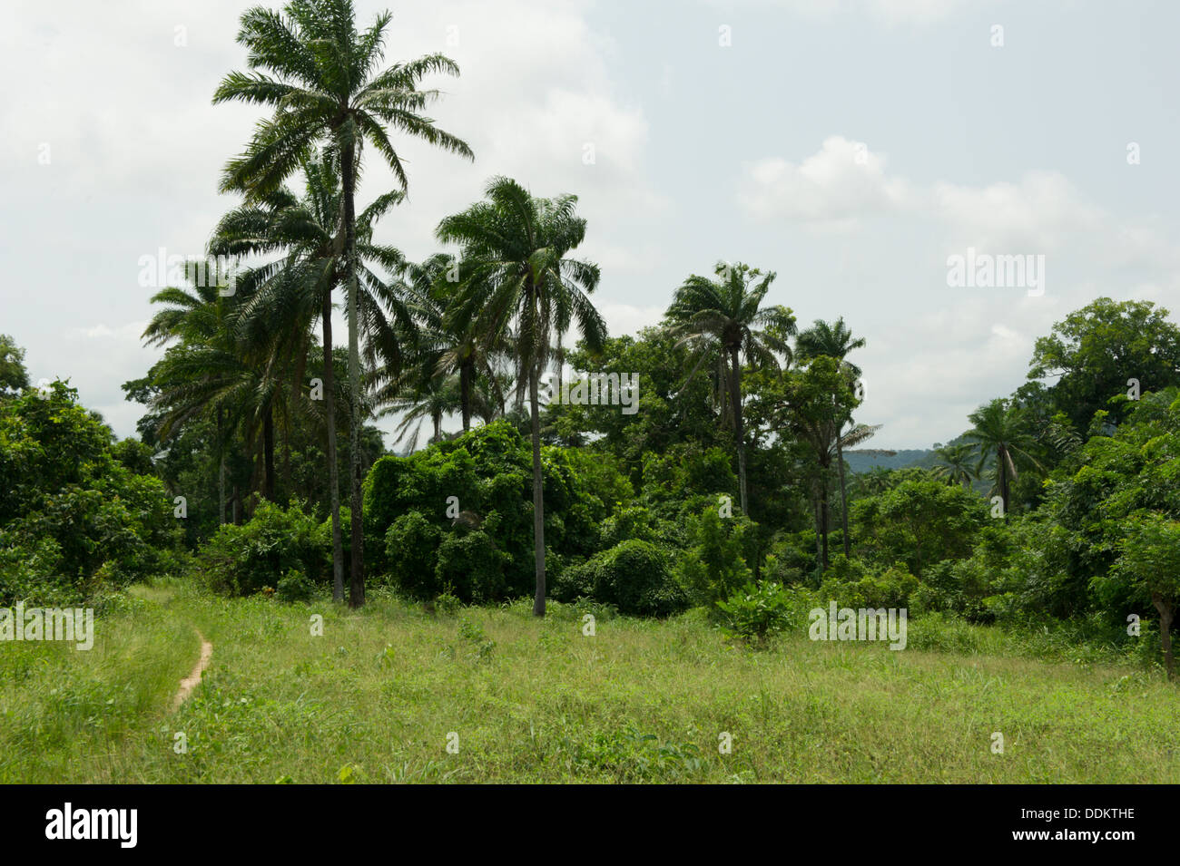 Meadow and palm trees in Otutulu, Nigeria Stock Photo Alamy
