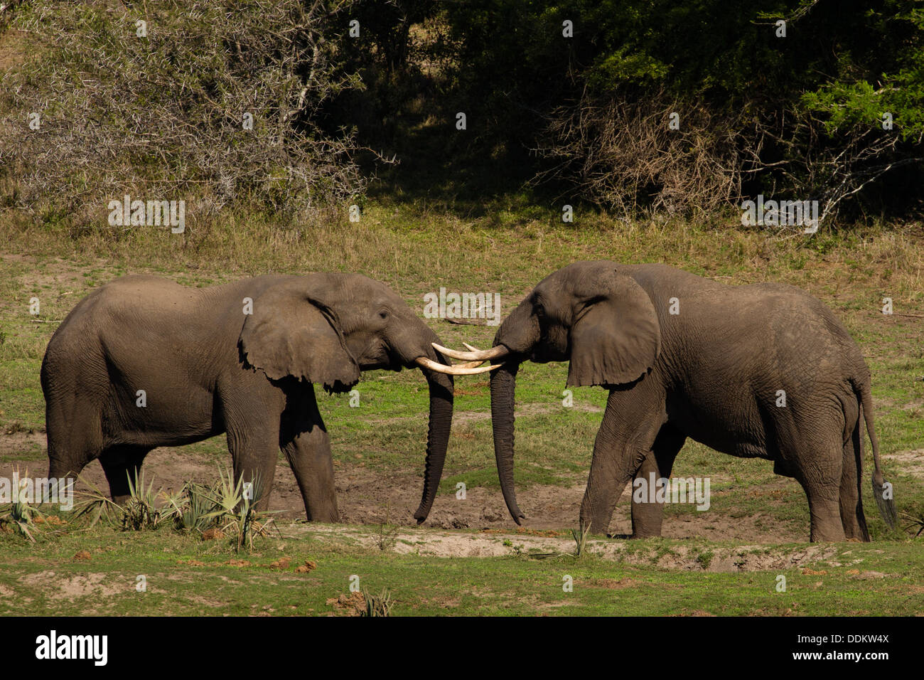 Two male African Elephants (Loxodonta africana) Stock Photo