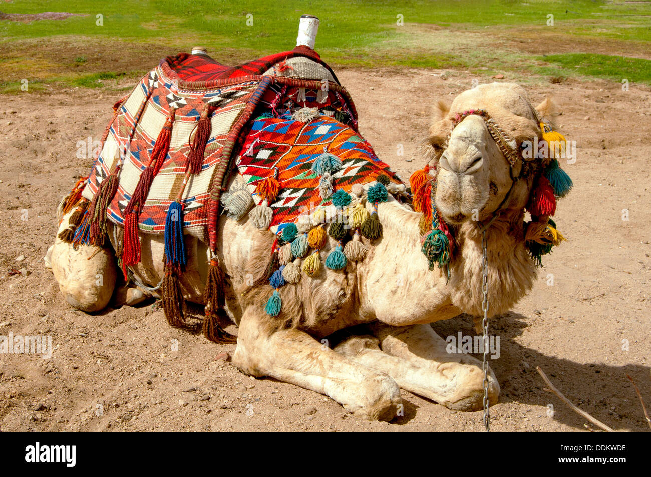 camel lying at the sand Stock Photo Alamy