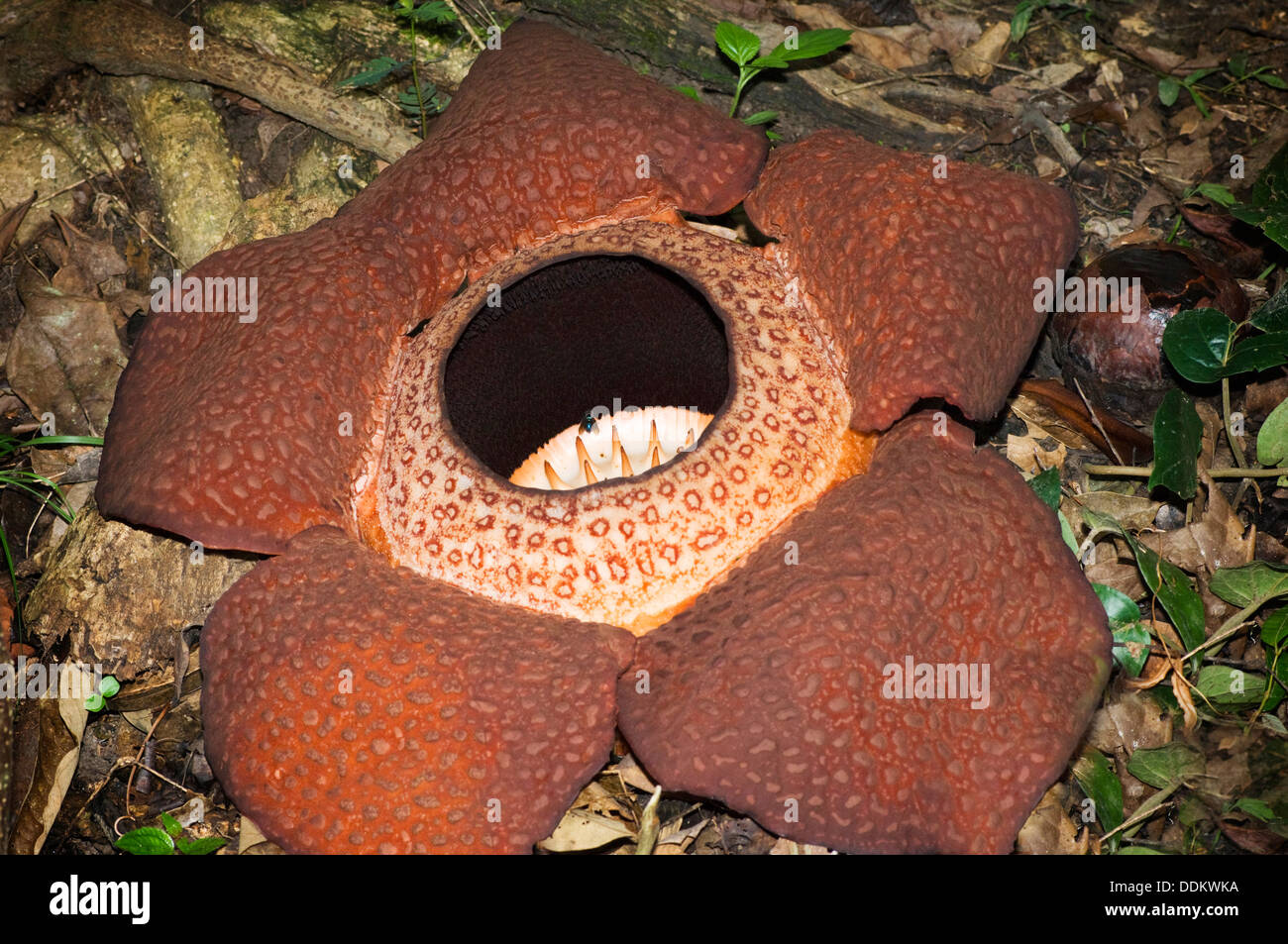 Rafflesia (Rafflesia keithii) in bloom, the biggest flower of the world