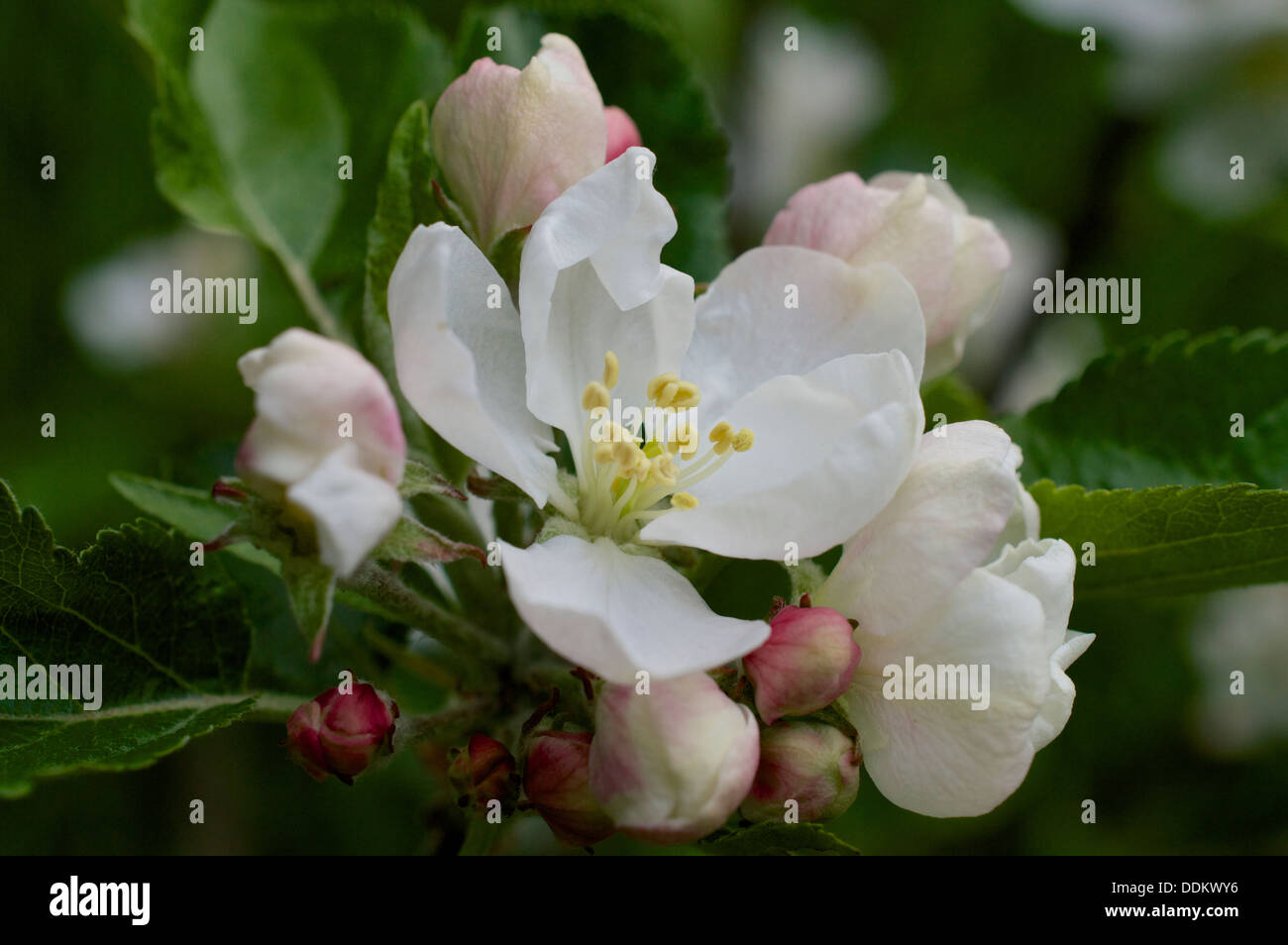 Apple blossom flowers and buds of Discovery variety. Stock Photo