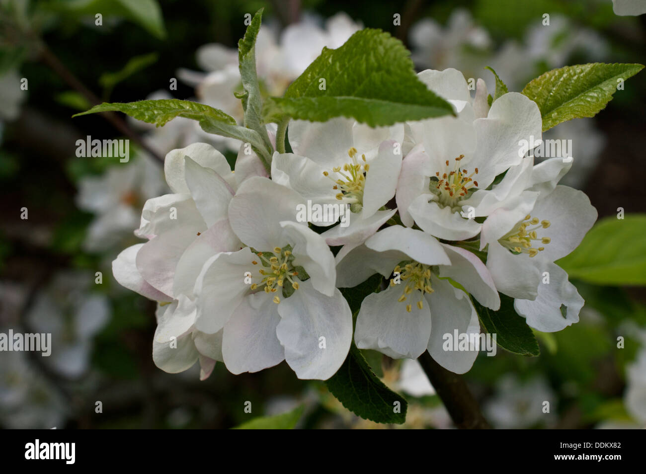 White Apple blossom flowers and buds of Golden Delicious Variety Stock Photo