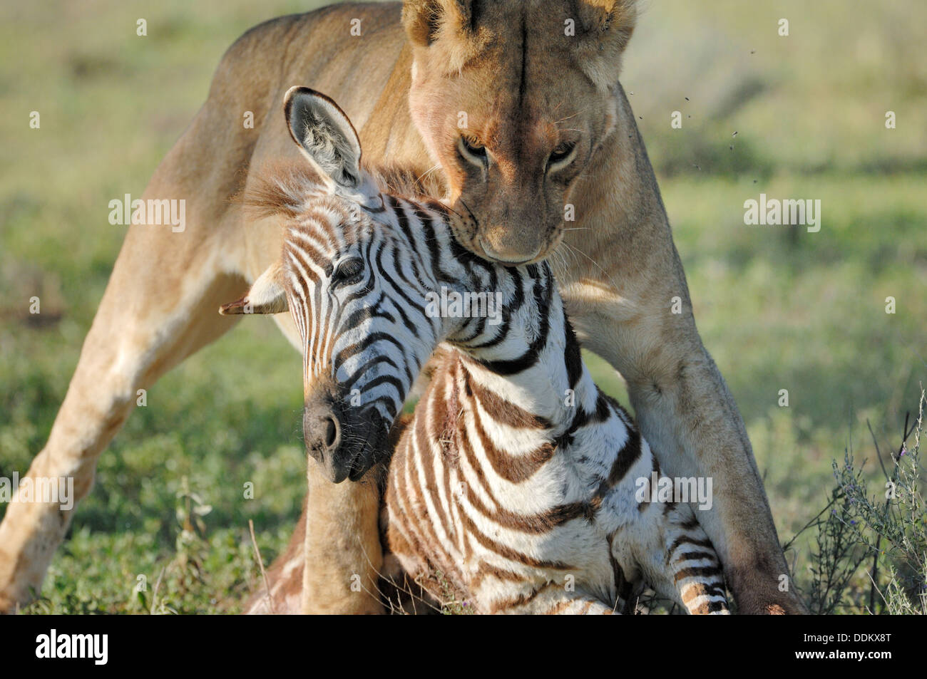 Lionnes (Panthera leo) moving her just killed zebra (Equus quagga), Serengeti national park, Tanzania. Stock Photo