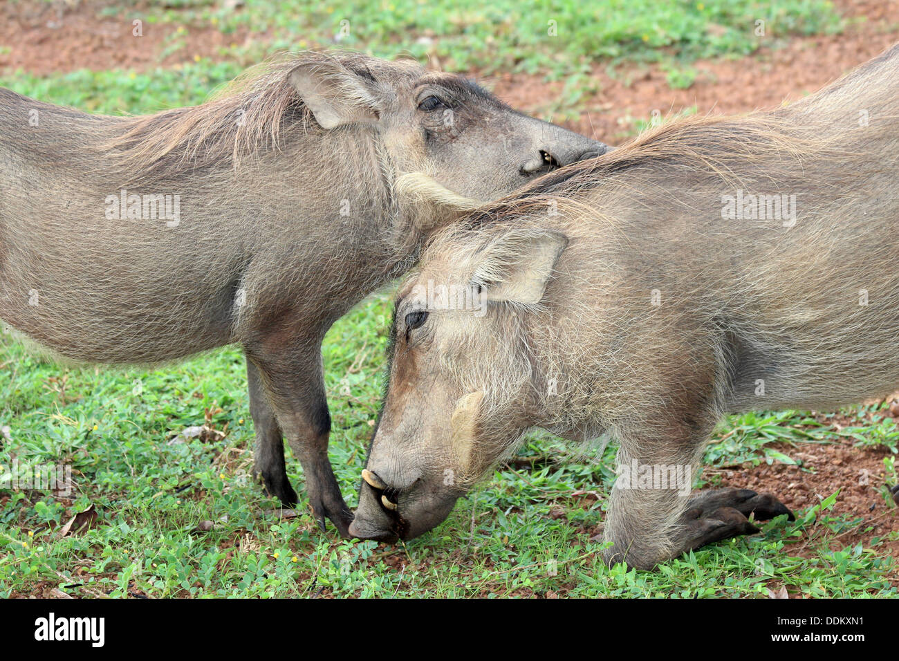 Two Warthogs Showing Affection Stock Photo