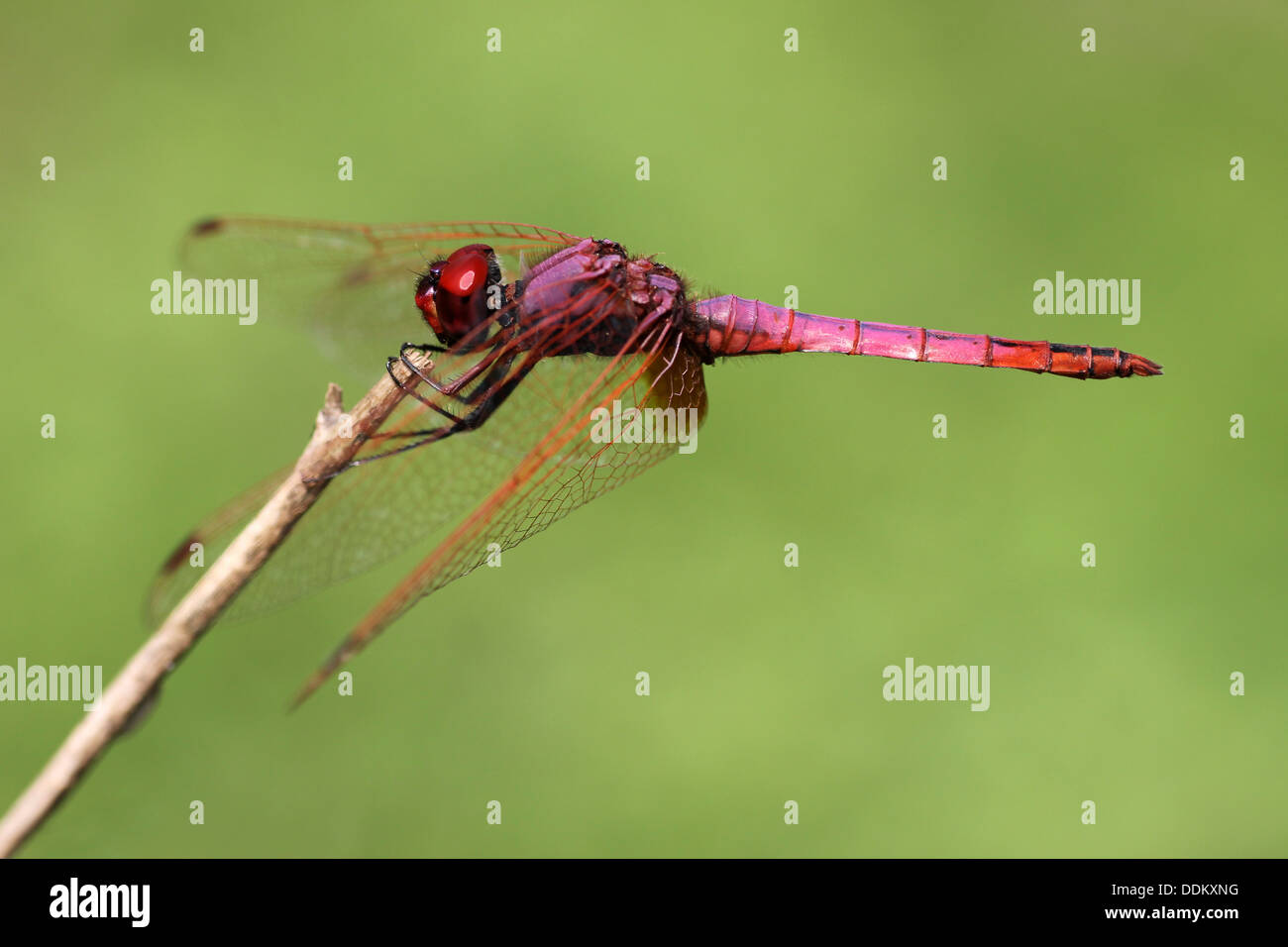 Male Violet Dropwing Trithemis annulata Stock Photo