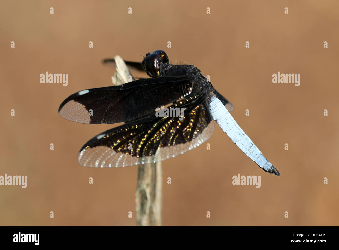 St. Lucia Widow male Palpopleura lucia Stock Photo
