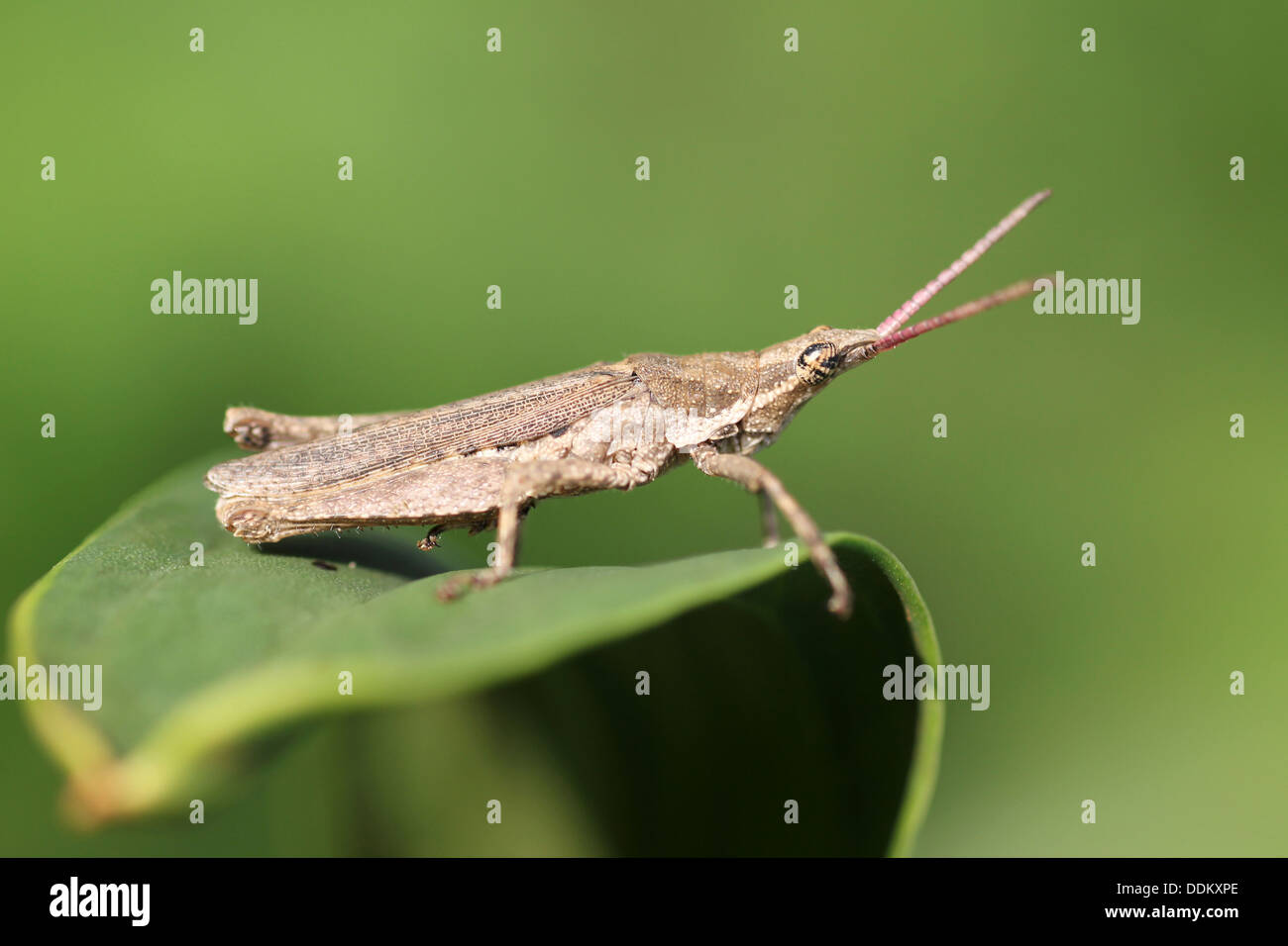 Ghanaian Grasshopper Species Stock Photo