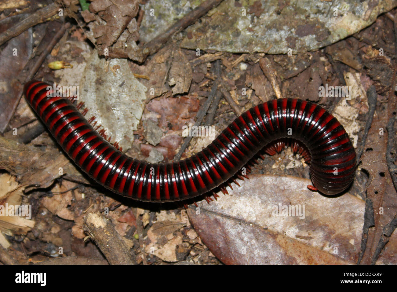 Ghana Red Banded Millipede Pelmatojulus excisus Stock Photo 60059757