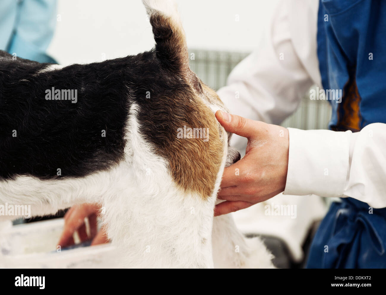 Terrier being groomed Stock Photo