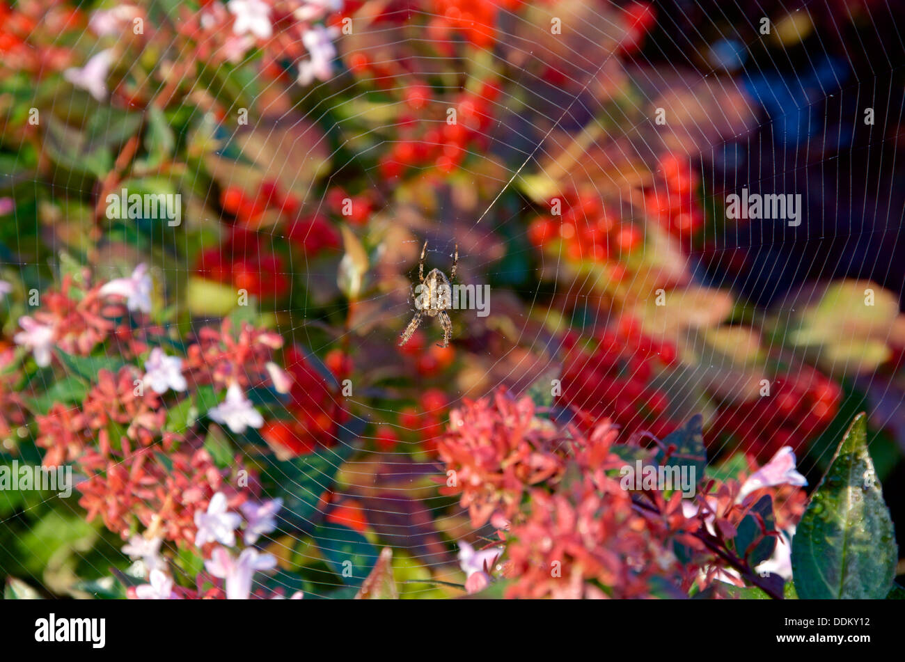 A garden spider on a web against a backdrop of red autumn berries on Viburnum opulus and late pink flowers of Abelia Stock Photo