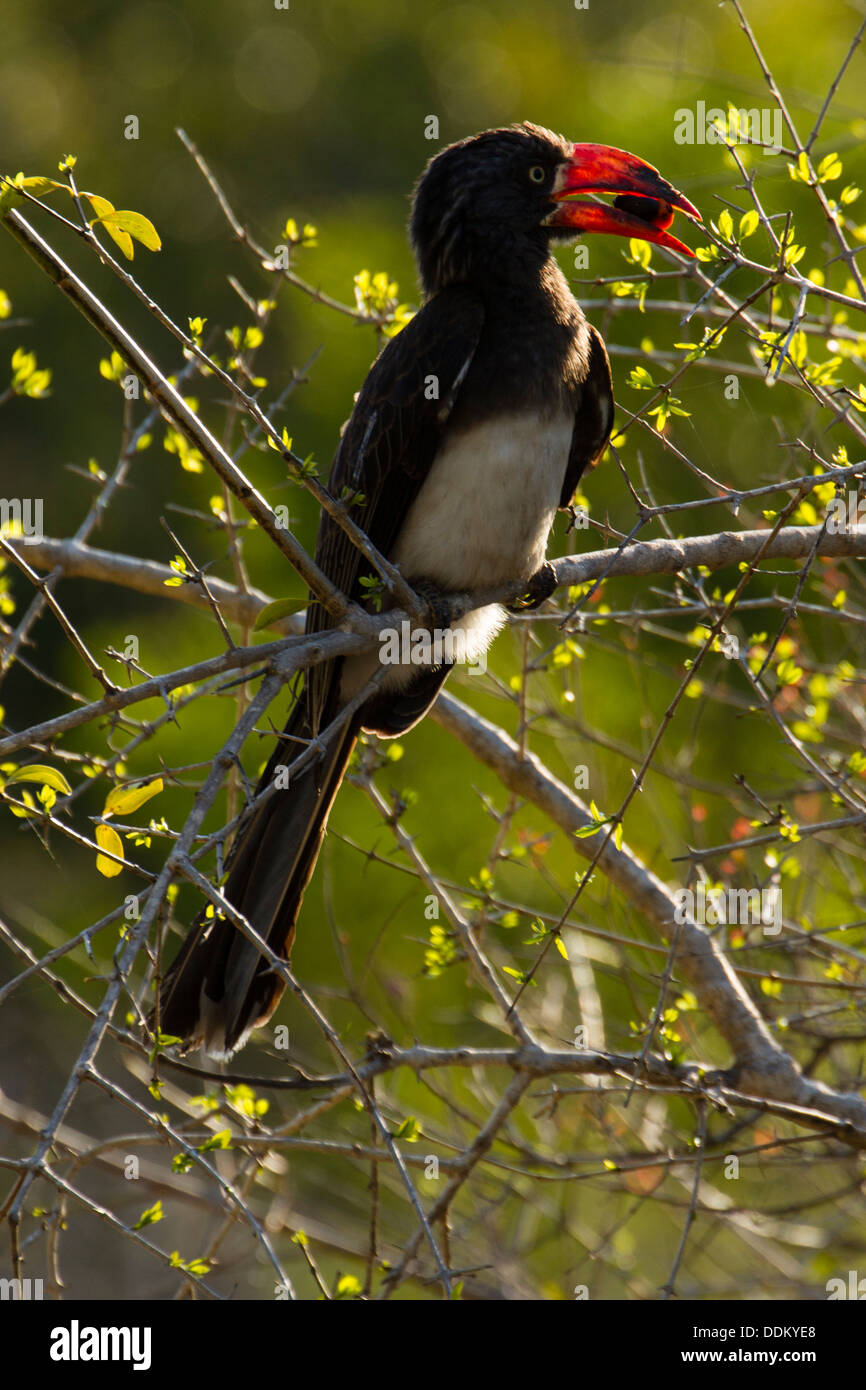 Crowned Hornbill (Tockus Alboterminatus) Feeding On Bush, Tembe Elephant  Park, Kwazulunatal, South Africa Stock Photo - Alamy