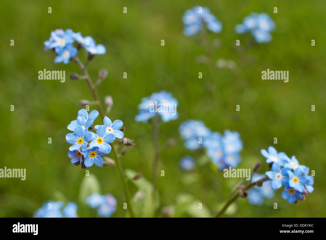 Blue Forget-me-Not flowers against a green grass background. Stock Photo