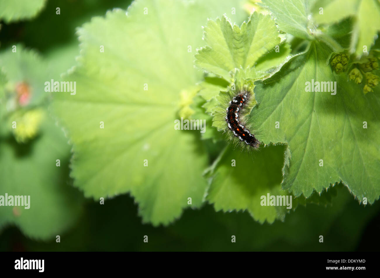 Brown Tailed Moth caterpillar on a large green leaf of Alchemilla Mollis  or Lady's Mantle Stock Photo