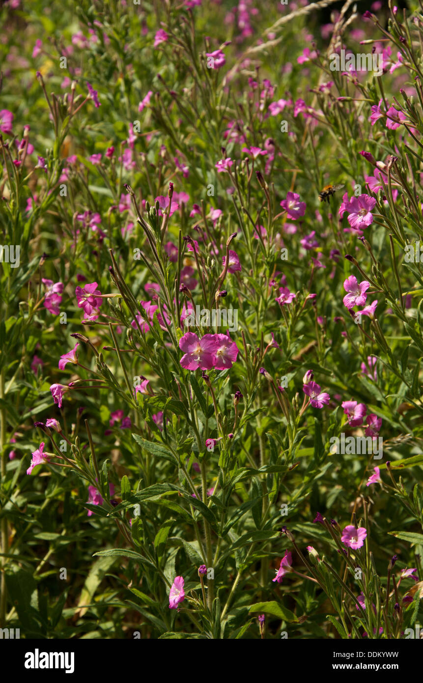 A pink drift of Great Willow Herb in flower Stock Photo